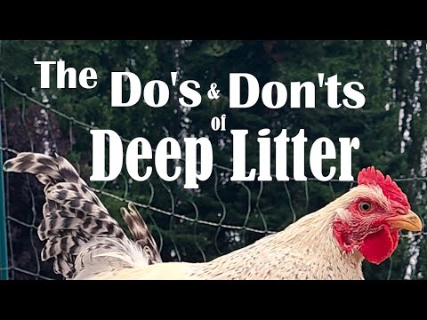 Deep Litter Method for Chicken Coop Composting | Save Time &amp; Money!