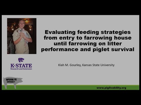 Evaluating Sow Feeding Strategies on Litter Performance and Piglet Survival