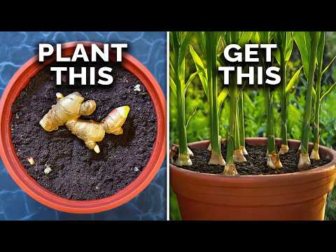 How to Grow Ginger in Containers And Get a Huge Harvest