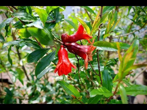 Hand Pollinating the Pomegranate Trees