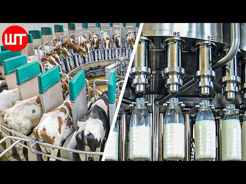 How Milk Is Made | Modern Dairy Farm Technology | Food Factory