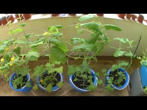 How to hand pollinate a cantaloupe plant