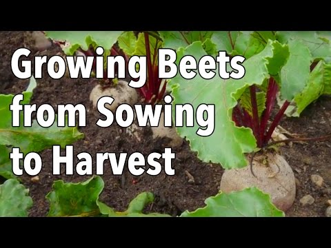 Growing Beets from Sowing to Harvest