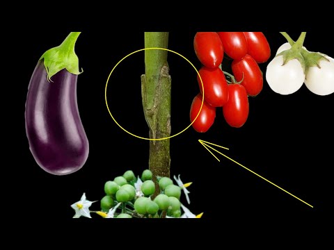 Tomato, Eggplant And White Eggplant Grafting On Pea Eggplant At Home Clip