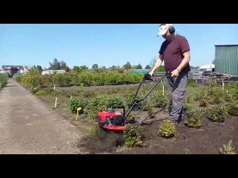 Using a rototiller/ tiller/ cultivator, to suppress weeds.