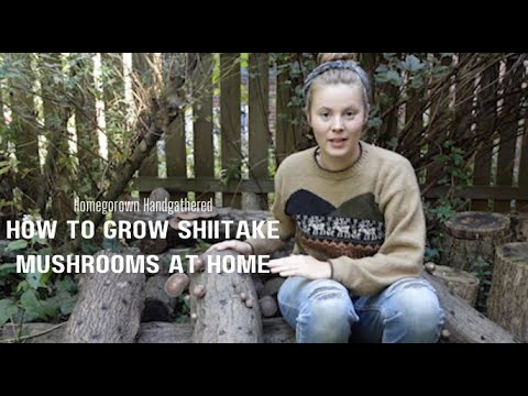 How to Grow Shiitake Mushrooms at Home!