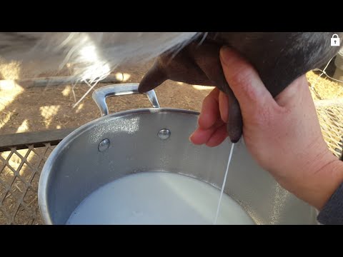 How To Milk A Goat!