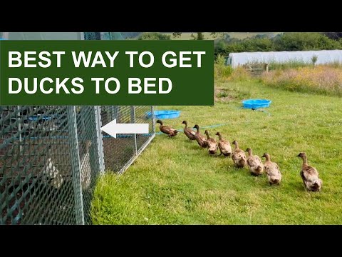 How to get ducks to come in at night
