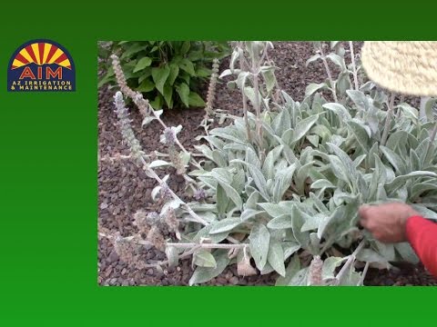 Pruning Lambs Ear plants