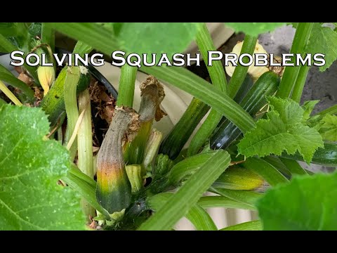 Solving Squash Problems - Fruit Rotting or Dropping Off?