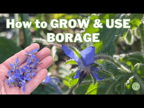 How to GROW &amp; USE BORAGE