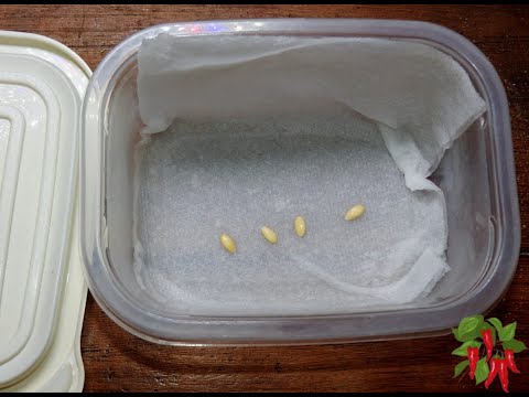 How To Germinate Cantaloupe Seeds In A Paper Towel