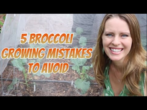 5 Broccoli Growing Mistakes to Avoid in a Fall Planting