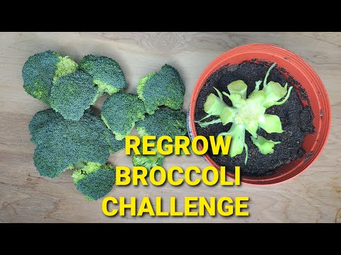 Regrow Broccoli Challenge