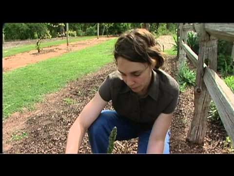 Harvesting Asparagus