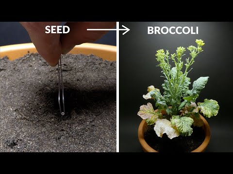 Growing Broccoli Time Lapse - Seed To Flower in 51 days