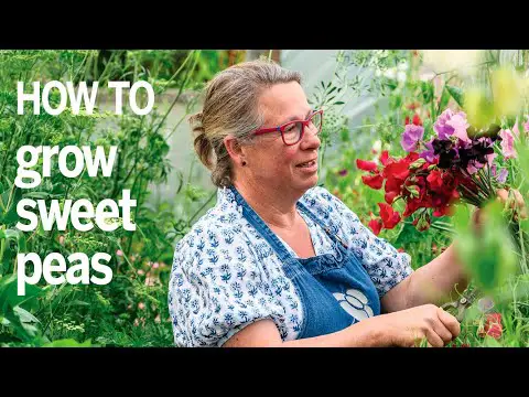 How to grow sweet peas: tips from a sweet pea flower farmer