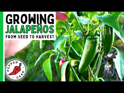 How To Grow Jalapeño Peppers (For Beginners) From Seed To Harvest - Pepper Geek