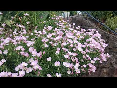 Pink Primrose, the perfect plant for a sloping flower bed