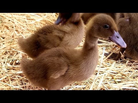 The Beginner&#039;s Guide To Raising Ducklings (Days 1-14)