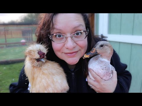How to Keep Ducks and Chickens Together