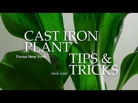 Cast Iron Plant (Aspidistra elatior) Tips and Tricks by Focus New York