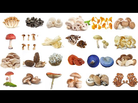 Mushroom || Mushrooms Name in English in English with pictures || Types of Mushroom