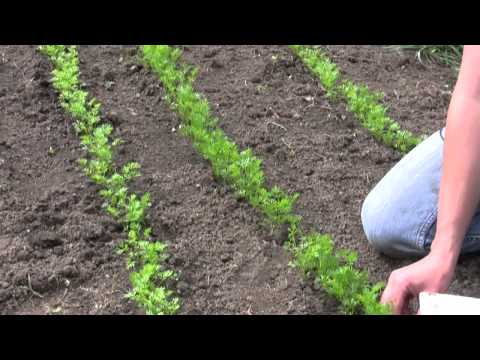 How to Grow and Sow Carrots from Seed - Gurney&#039;s Video