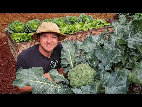 How to Grow Huge Broccoli Crowns 🥦 |3 Easy-To-Follow Tips|