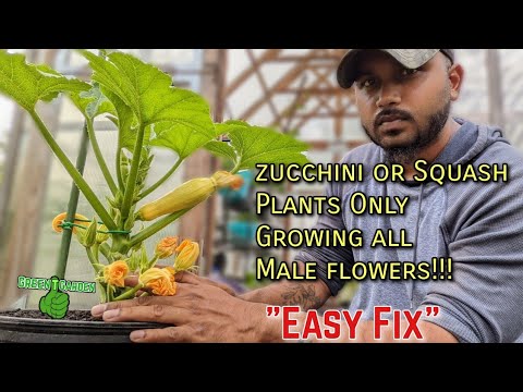 What to do if your squash and zucchini plants only produce male flowers | EASY FIX |#squash #garden