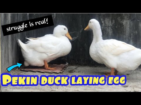 Pekin duck laying egg! Struggle is real..