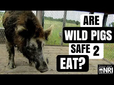 Are Wild Pigs Safe To Eat