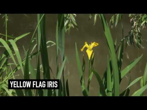 Yellow Flag Iris–IWAC