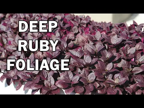 LITTLE RUBY™ Alternanthera is a compact groundcover plant | Emporium Range of Plants