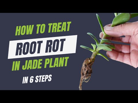 Jade Plant - ROOT ROT - Solution | How To Save Dying Jade Plant?