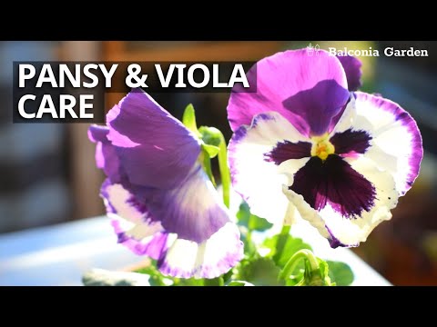 Pansy And Viola Care Complete Guide | Balcony Gardening | Balconia Garden