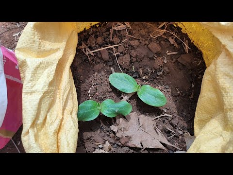 How to germinate zucchini seeds