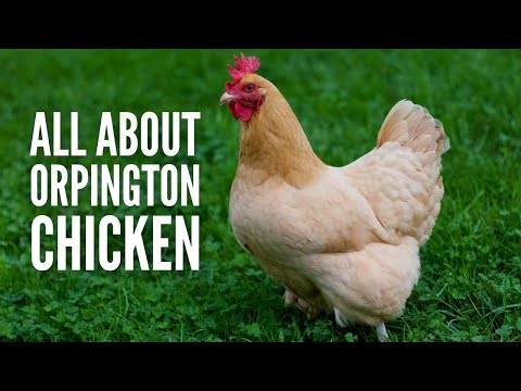 Orpington Chicken: A Comprehensive Guide to This Charming Breed ...