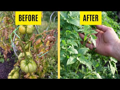 How To Turn Yellow Leaves On Tomato Plants Green (5 Hacks)