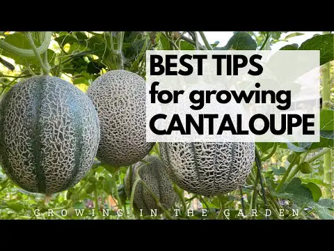 BEST TIPS for growing CANTALOUPE: Grow SWEET, FLAVORFUL cantaloupe with these tips.