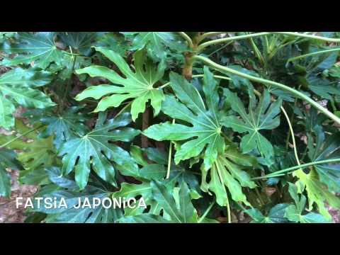 Fatsia japonica. Garden Center online Costa Brava - Girona.