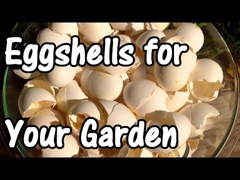 2 Min. Tip: How We Use Eggshells in Our Garden (Eggshell Calcium)