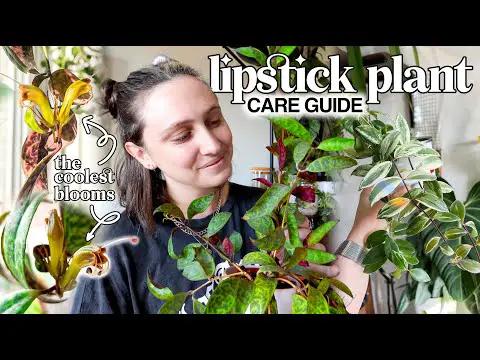 Growing your Lipstick Plant Happy &amp; Healthy 💄🪴 Aeschynanthus Care Guide