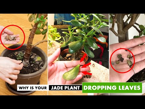 5 Reasons why your JADE PLANT leaves are FALLING OFF