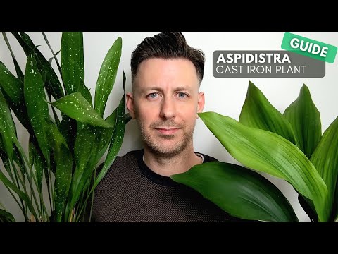 Aspidistra (Cast Iron Plant) Care Guide and Growing Tips