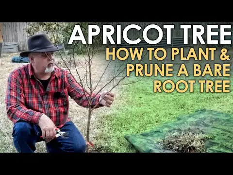 How to Plant and Prune a Bare Root Apricot Tree || Black Gumbo