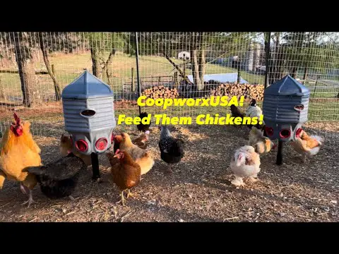 Coopworx Feed/Water Silos: Having Chickens Has Never Been So Easy!