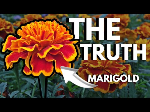 Why YOU Should Plant Marigolds. EVERYWHERE.