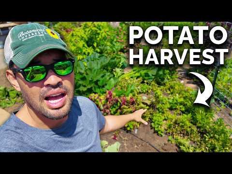 First Potato Harvest of the Season! 🥔