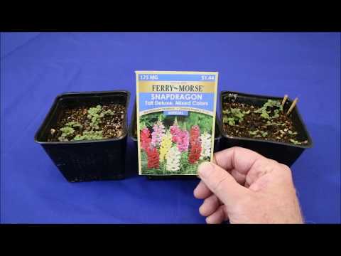 The Best Way To Germinate Snapdragon Seeds